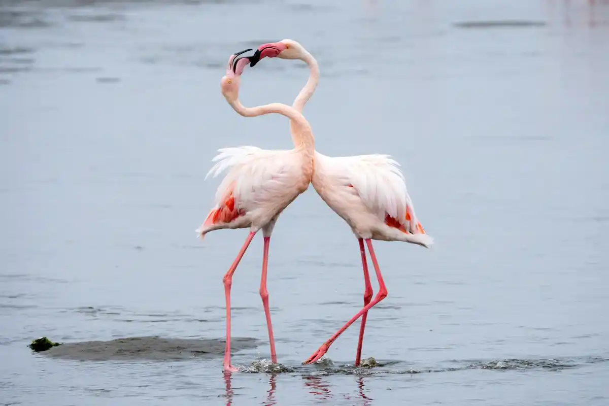 flamingo standing in water at sunrise netherlands