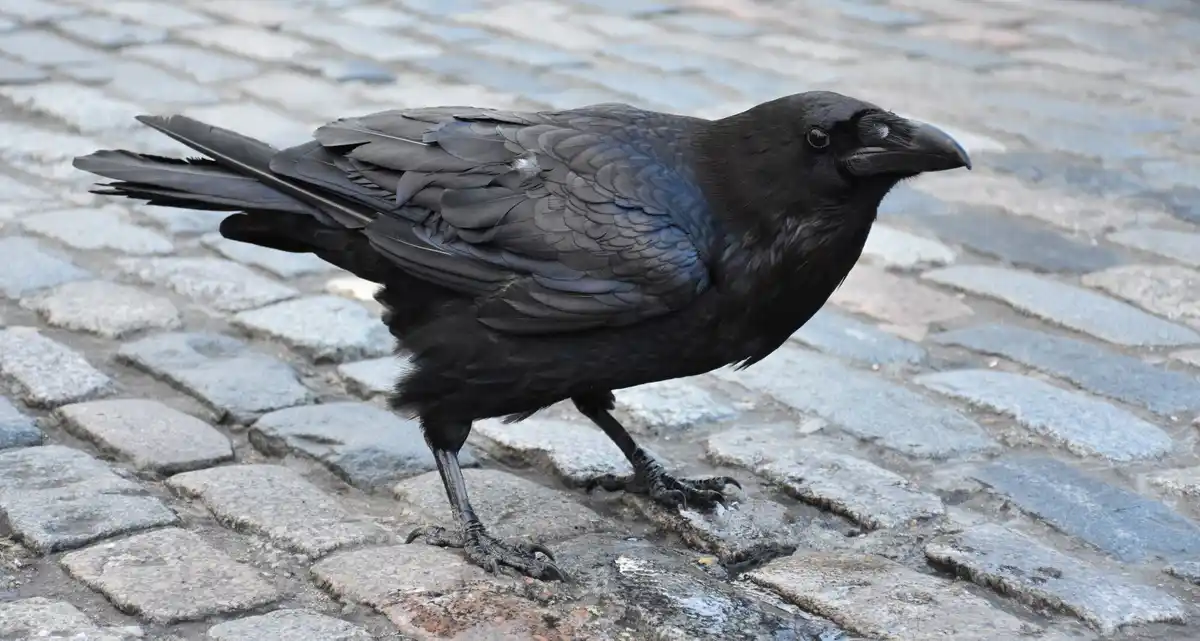 smart crow using plastic as tool urban netherlands