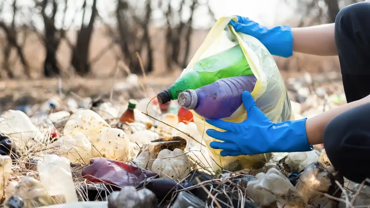 crow recycling urban plastic