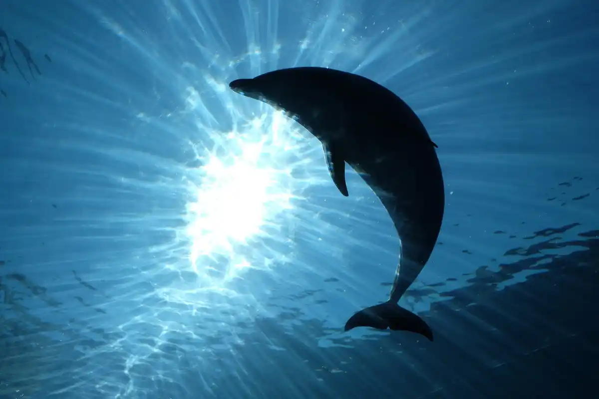 elephant and dolphin intelligence face to face netherlands nature