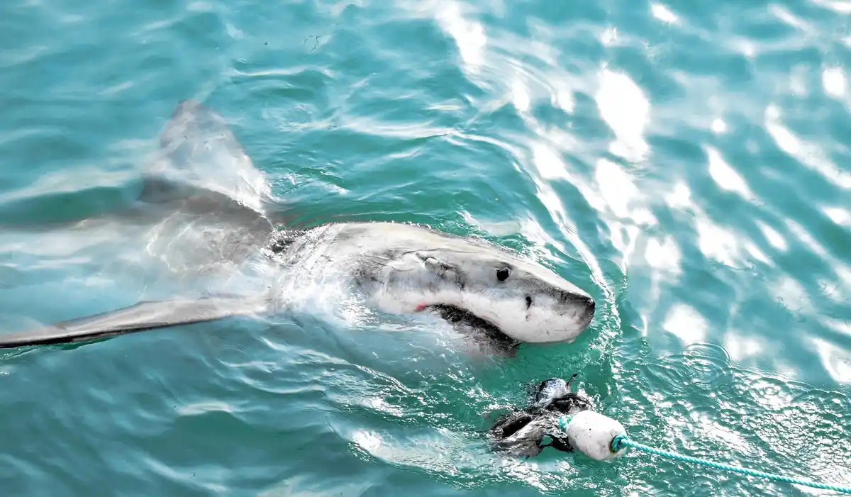dolphin intelligence communication mirror test netherlands
