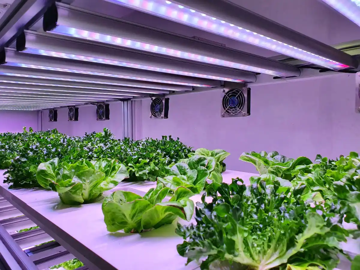 dutch scientist space lettuce hydroponics iss netherlands innovation
