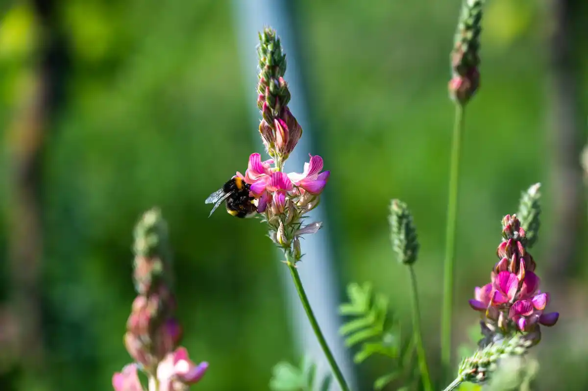 bee pollinating flower dutch meadow
