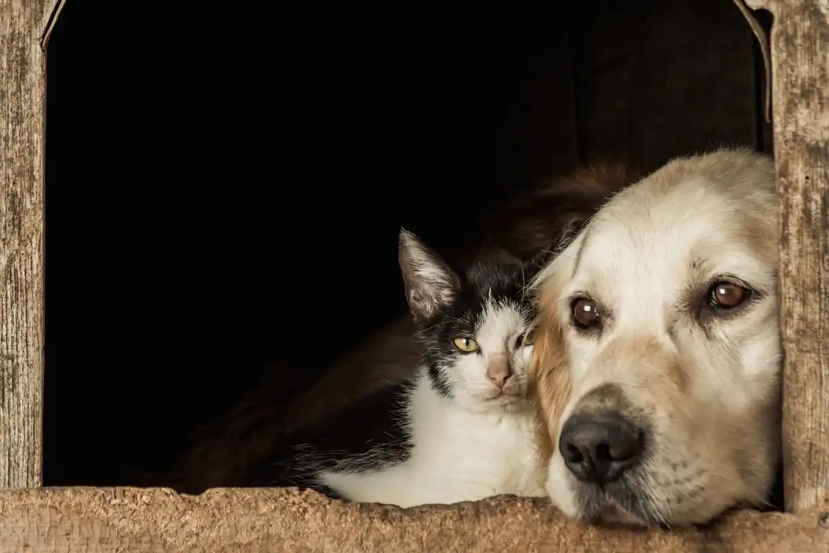 dog and cat looking sad inside home