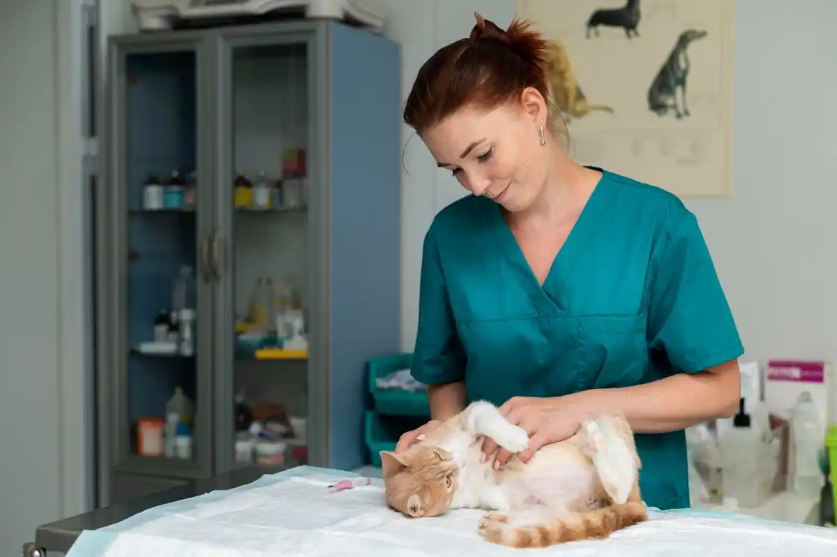 veterinarian examining sick cat in Dutch clinic