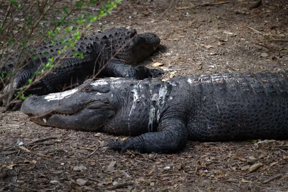 crying crocodile tears eating prey close up