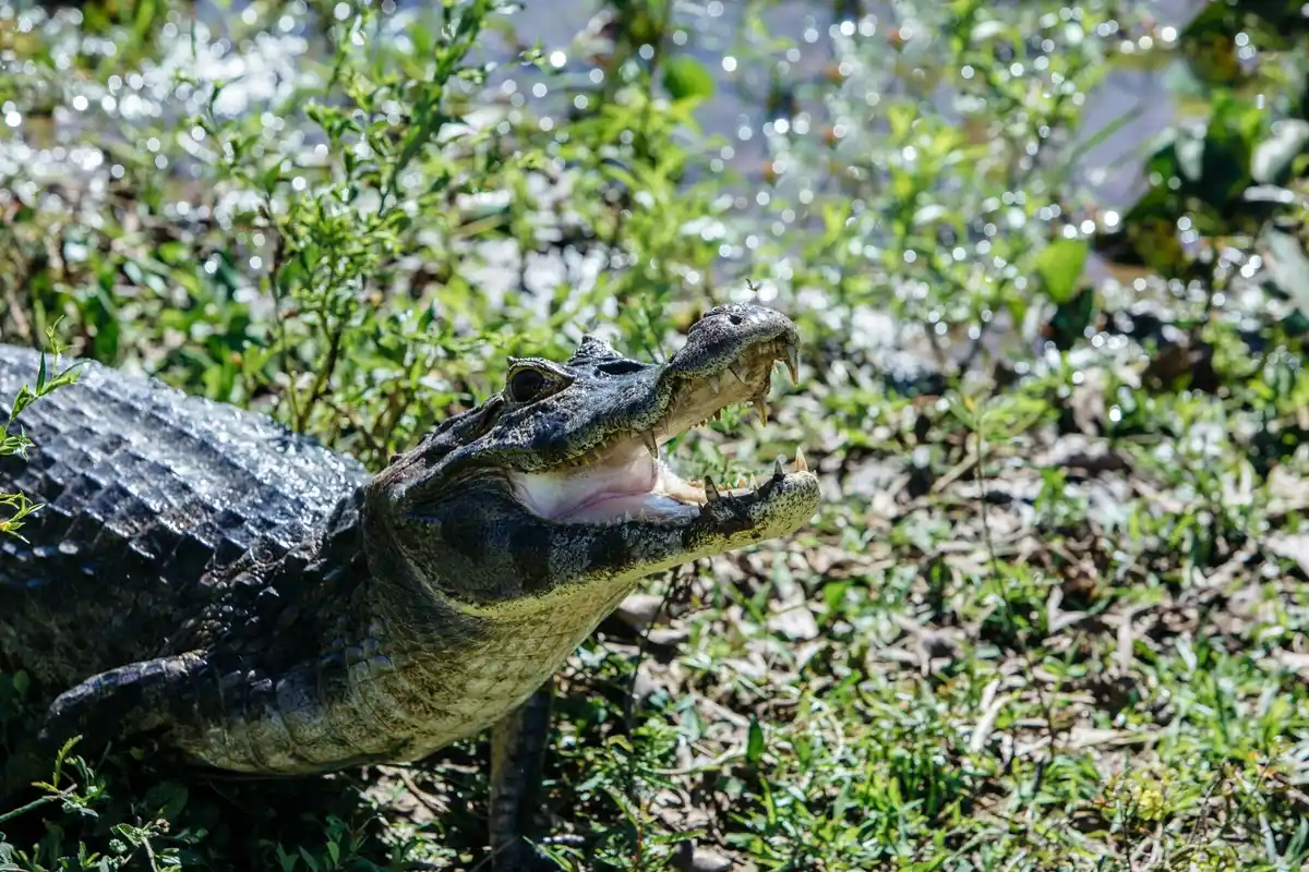 crocodile eating prey close up nature tears