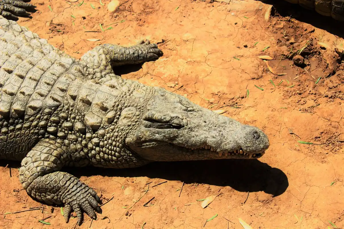 alligators close up eyes crying interesting perspective