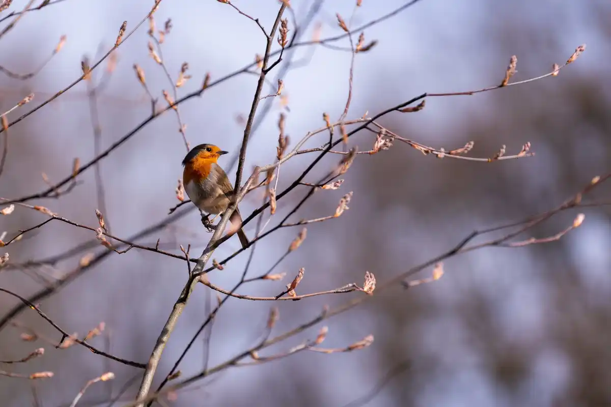 winter birds in Dutch garden