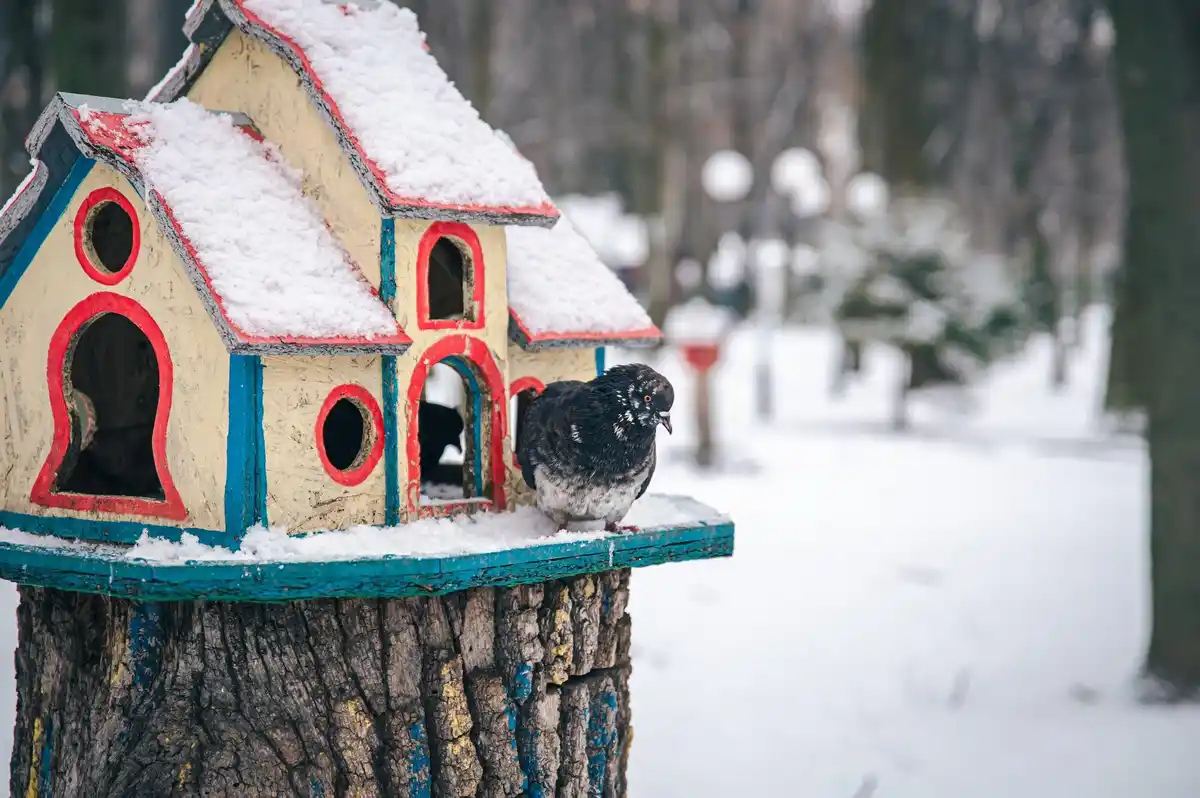 close up songbird winter Dutch backyard