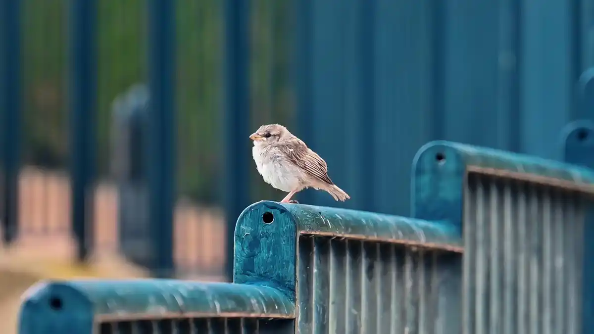 Dutch garden birds disappearing
