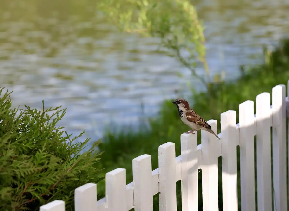 Stadstuin met weinig vogels Nederland