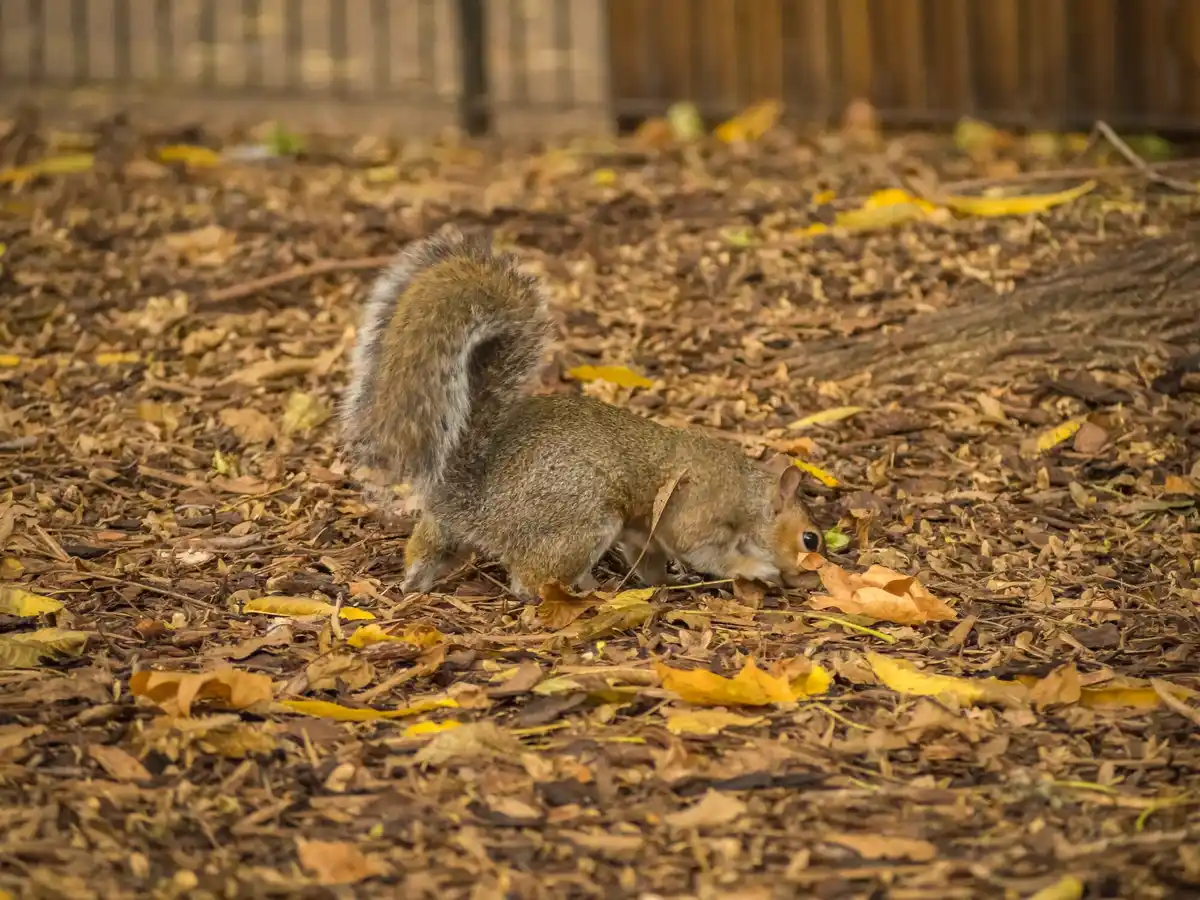 squirrel hiding nut dutch forest autumn