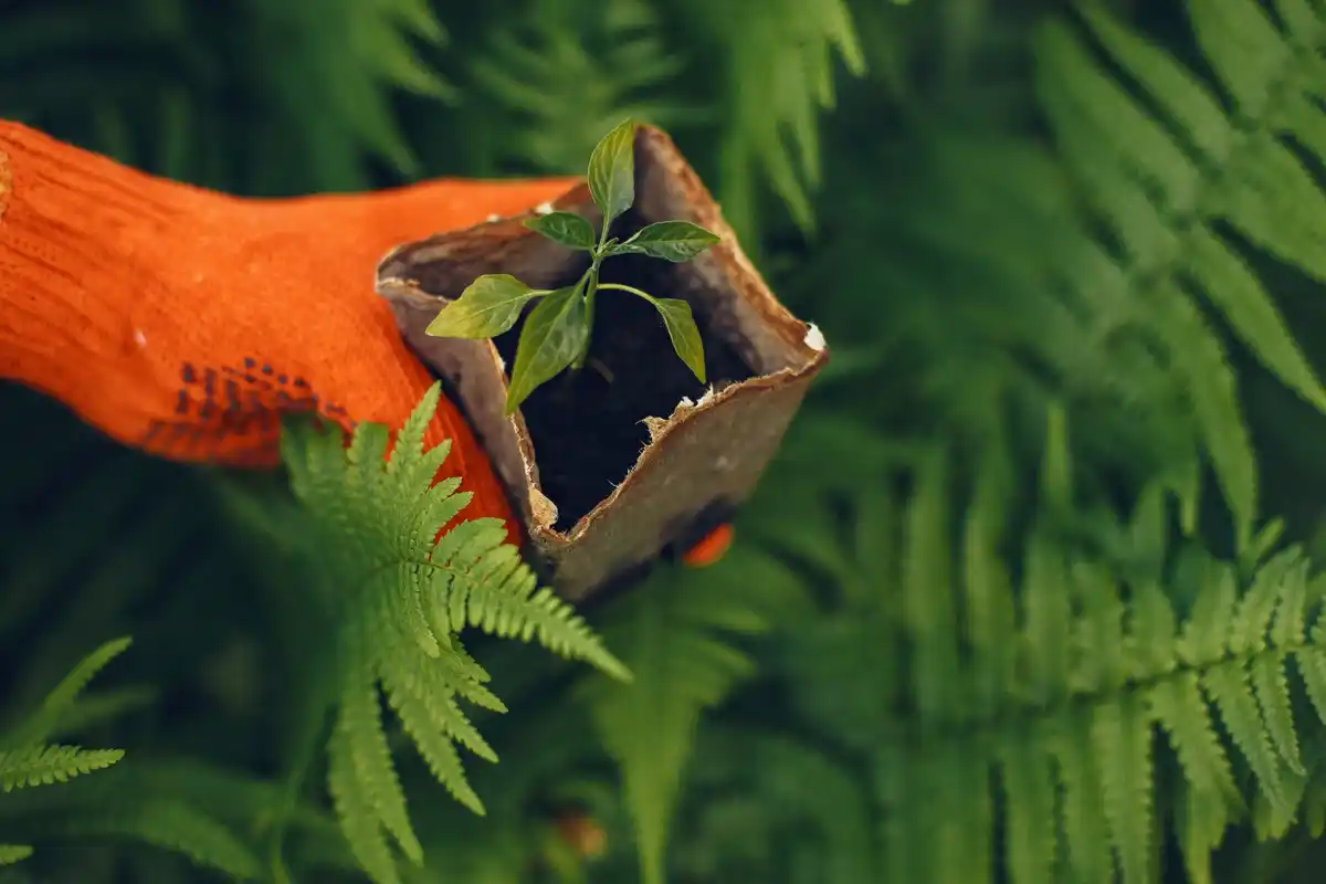 ecological tree growth from forgotten nuts Netherlands