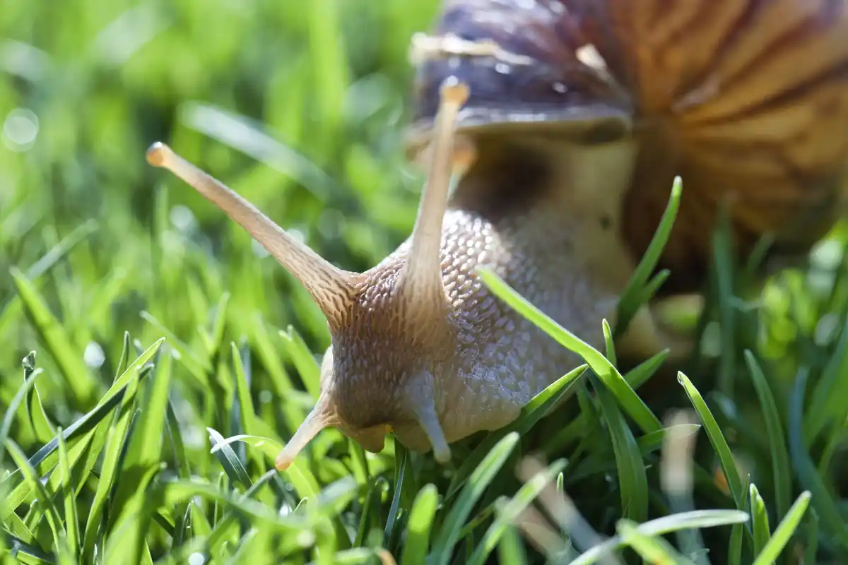 snail rain Netherlands closeup