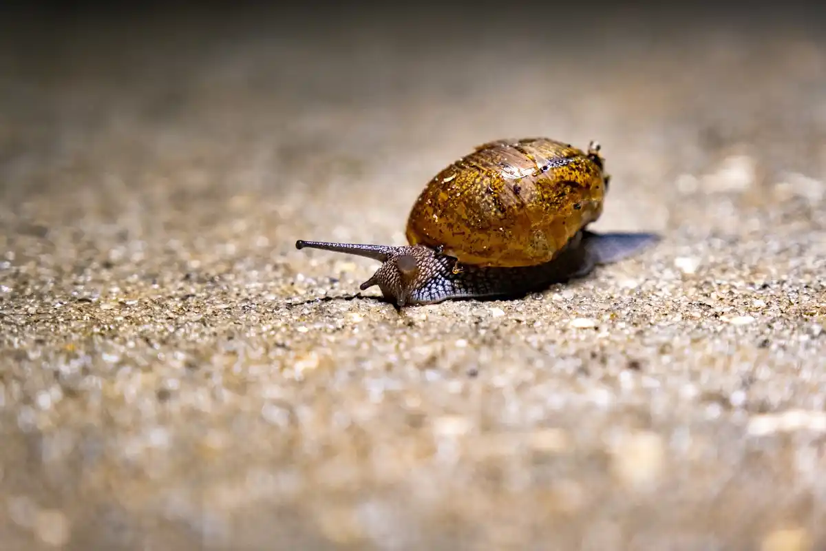 snail in rain netherlands macro