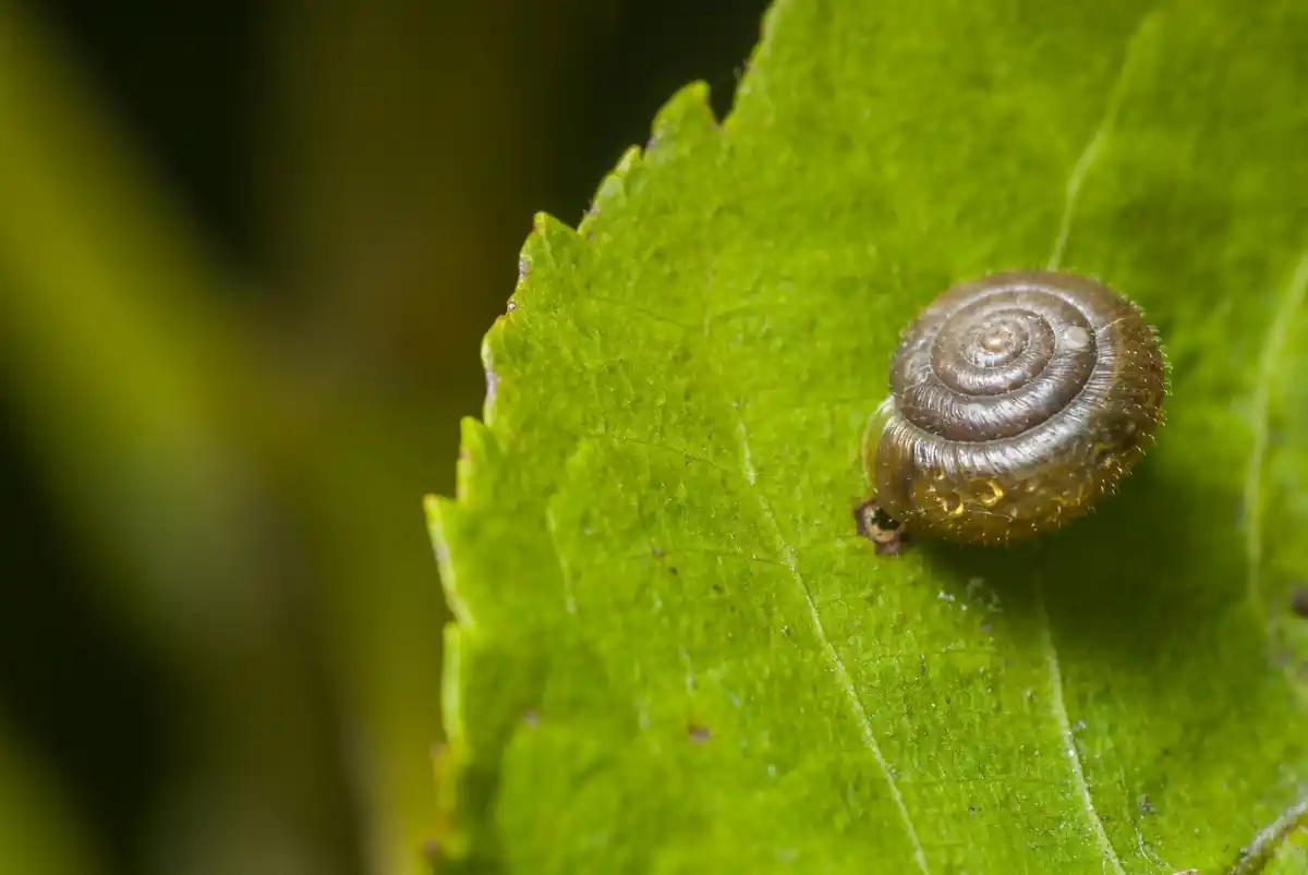 closeup snail hiding under leaf after rain