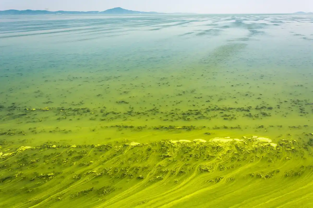 peat floating lake movement netherlands science