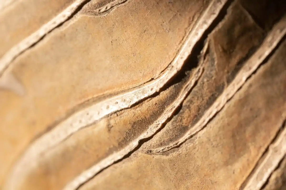 close up papyrus plant Egypt ancient papyrus sheet