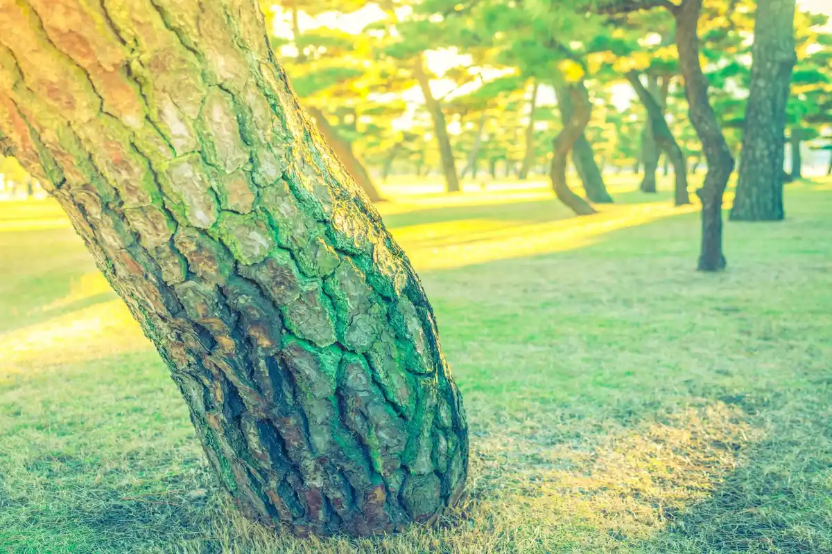 tree underground communication network