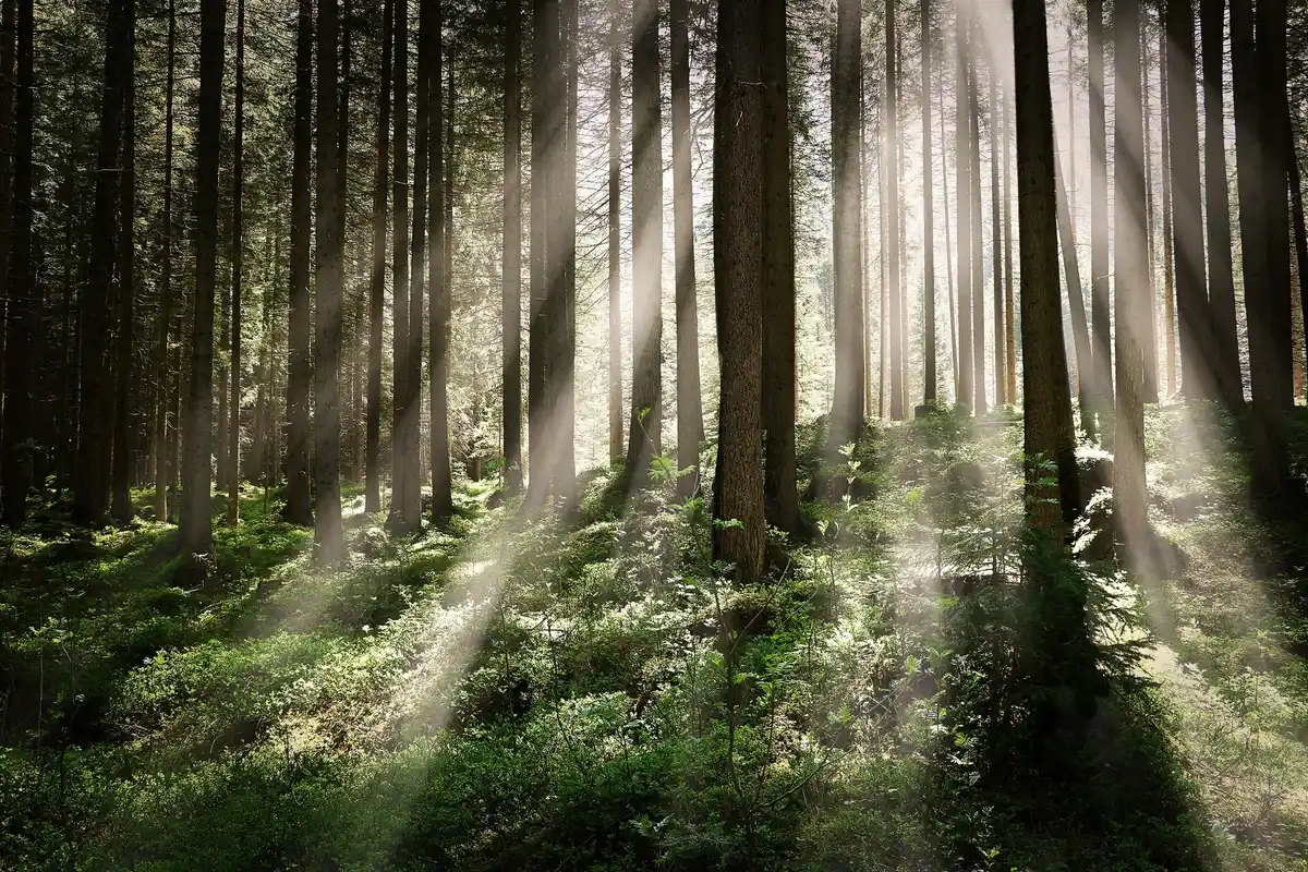 ancient tree forest netherlands sunlight
