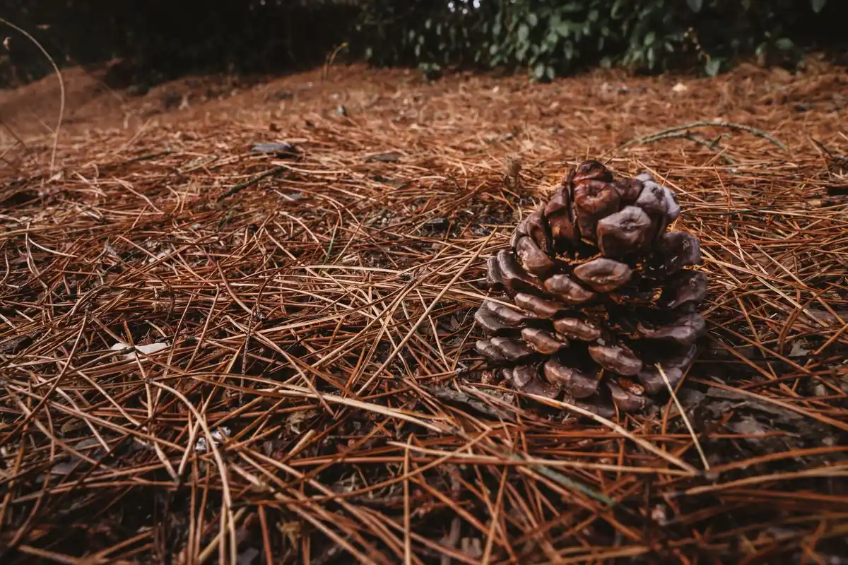 hedgehog natural bark garden rescue