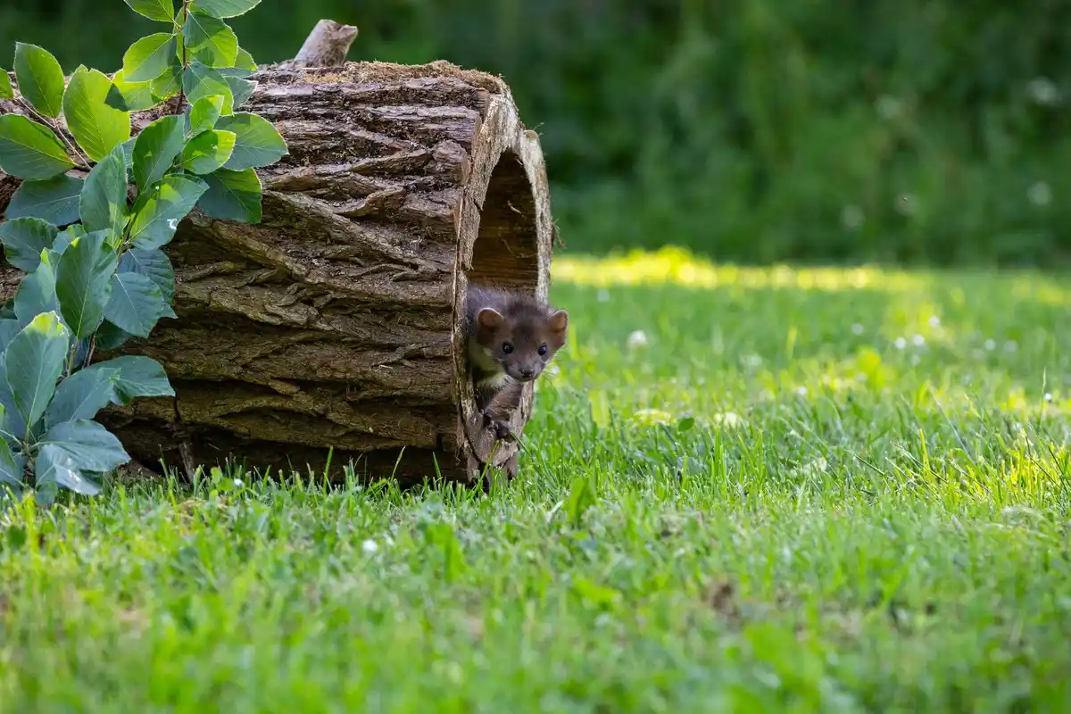 hedgehog shelter natural bark pile