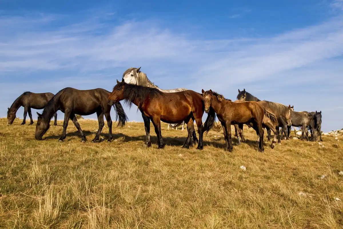 wild horses limestone quarry netherlands nature reserve