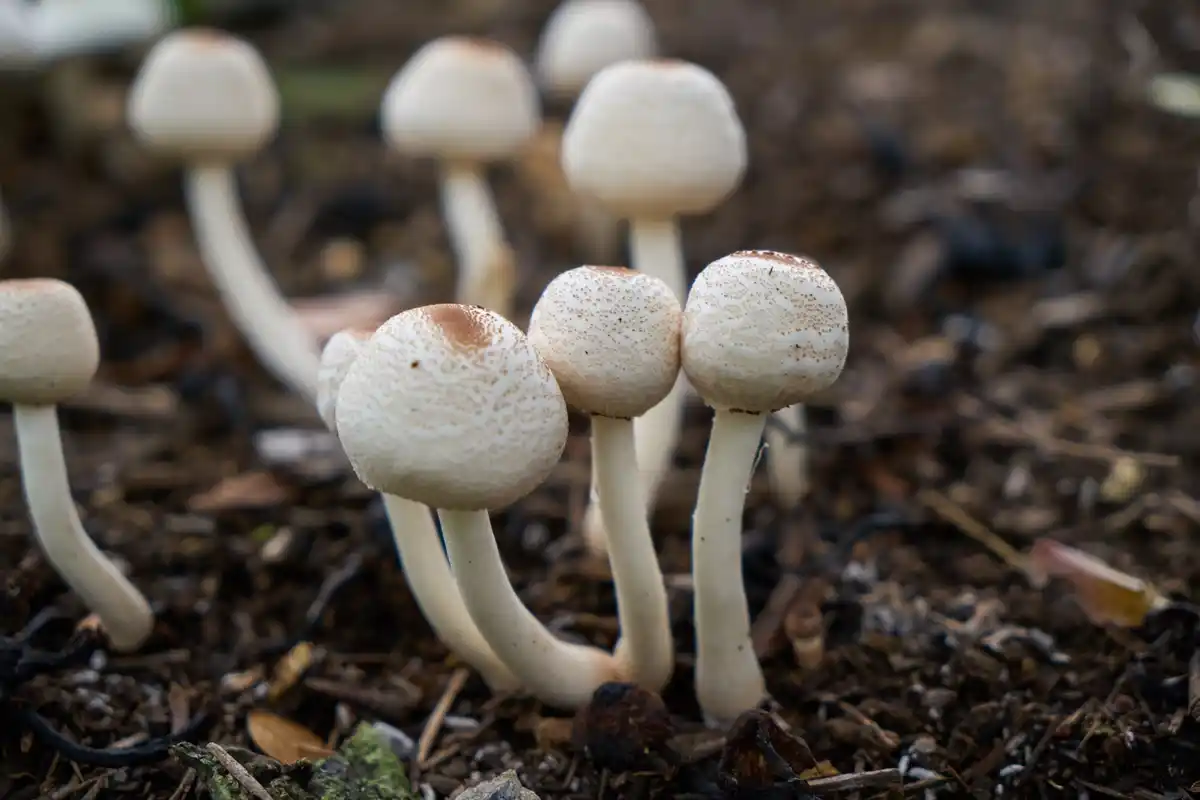 plant underground communication mushroom root network
