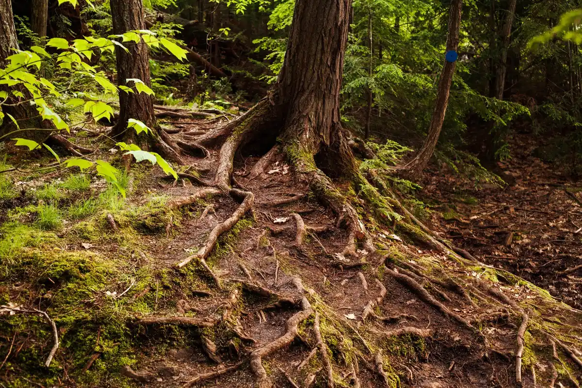 city park tree roots mycorrhiza communication