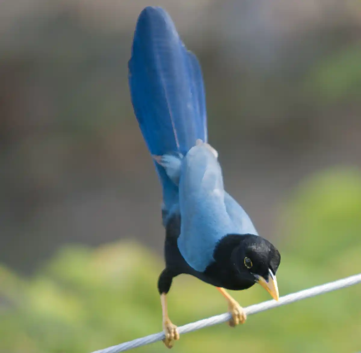 magpie looking at mirror close up