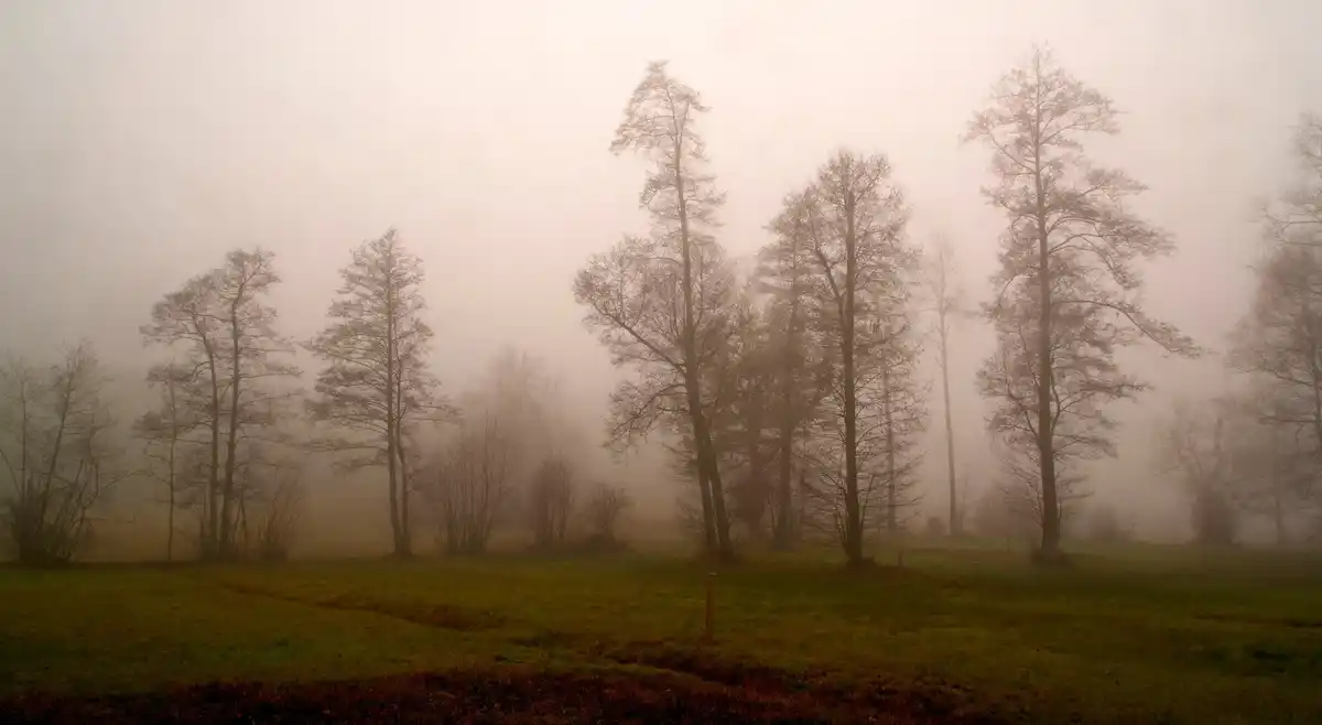 Dutch haunted forest mist autumn