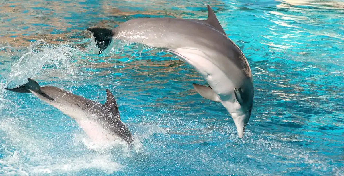 dolphins underwater communication name whistles