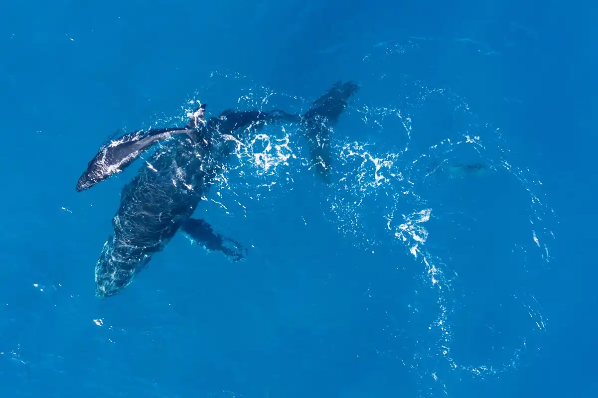 dolphins communicating underwater closeup