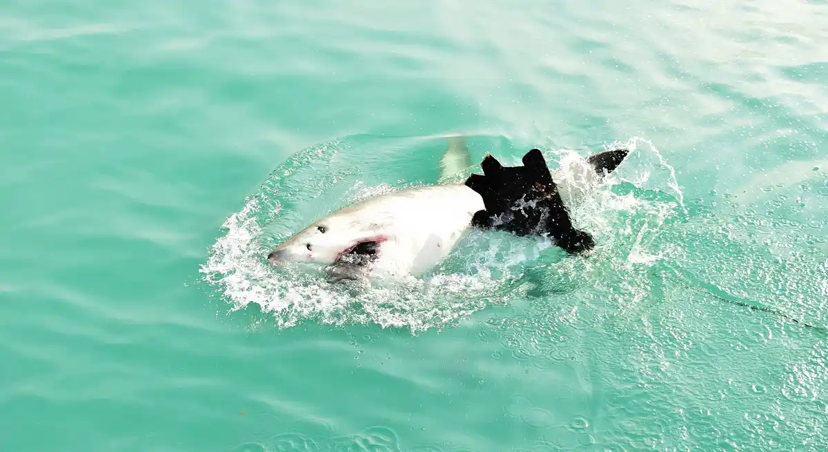 dolphin pod socializing in ocean with playful behavior