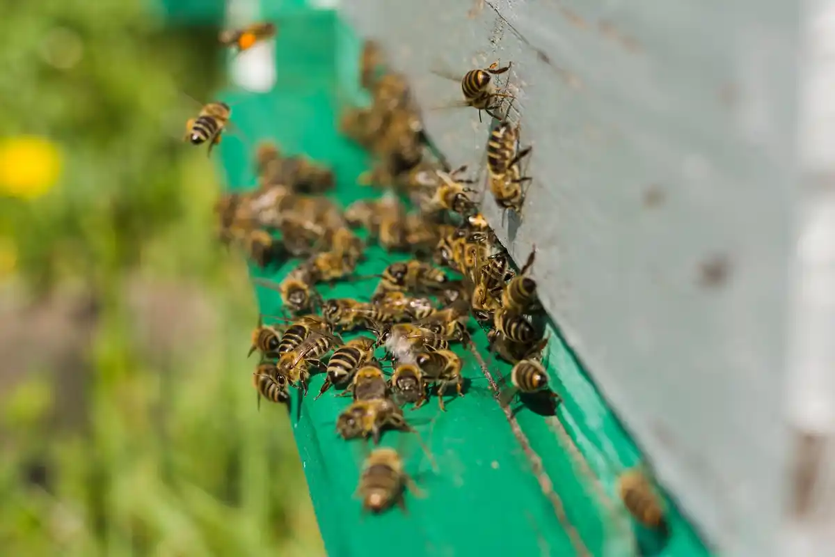 bee pollination impact farming Netherlands