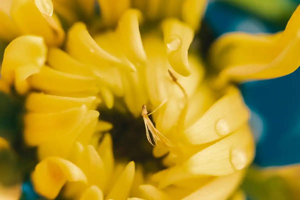 Dutch bee pollinating blossom macro
