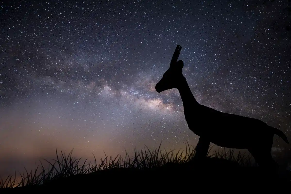 starry sky Netherlands no moon darkness nature animals