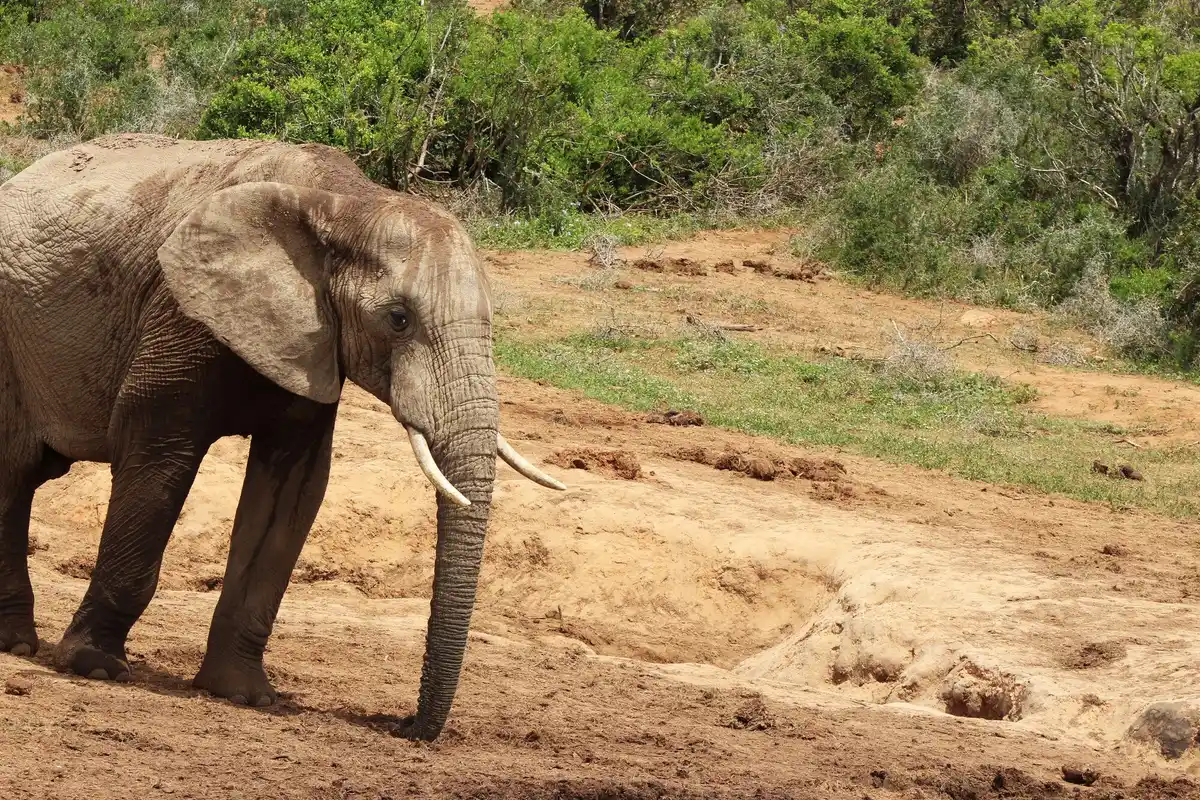 elephant using trunk to dig water in dry ground