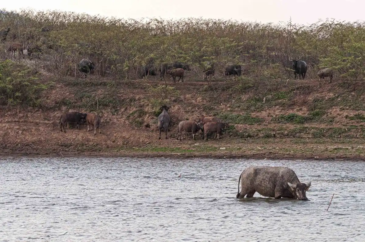 elephant digging for water in dry riverbed