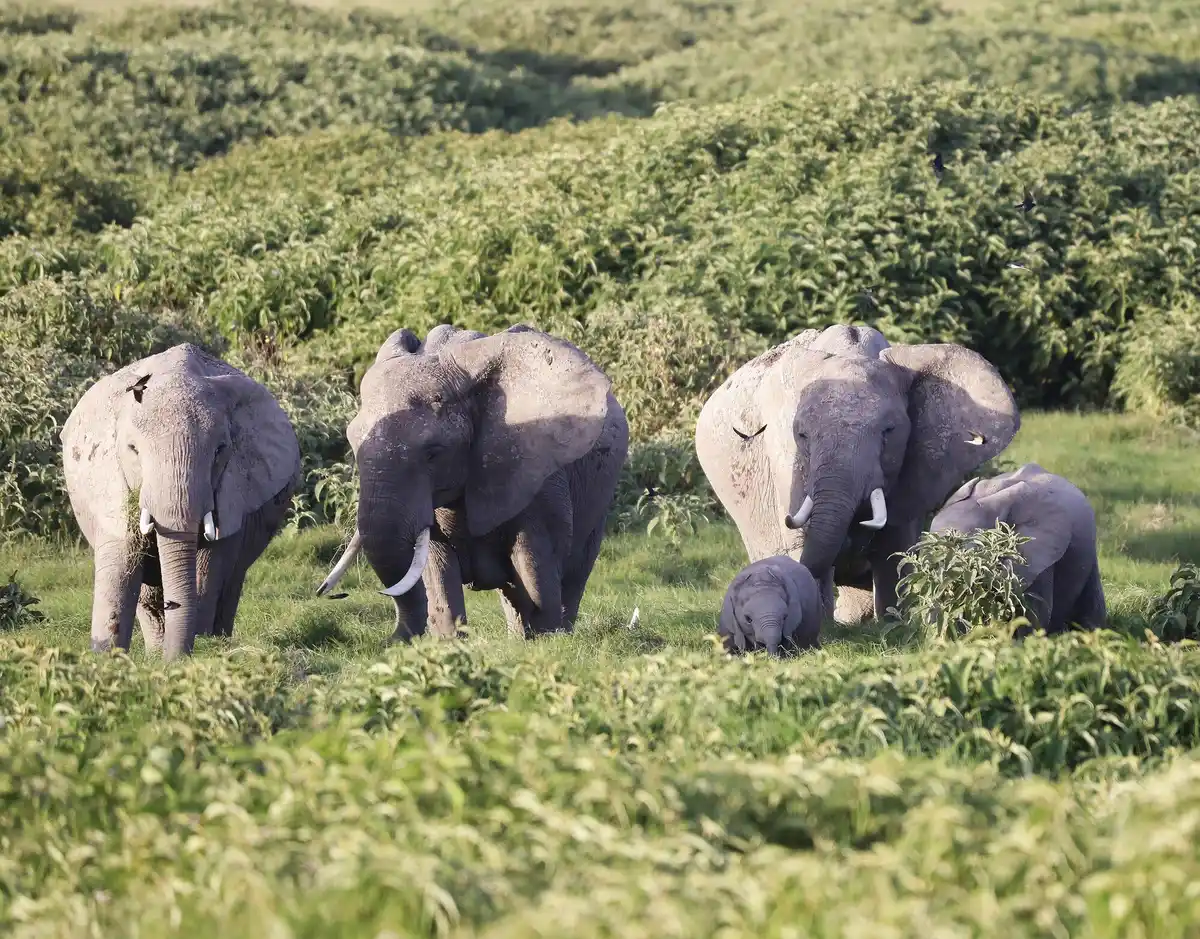 herd of elephants at self-made watering hole