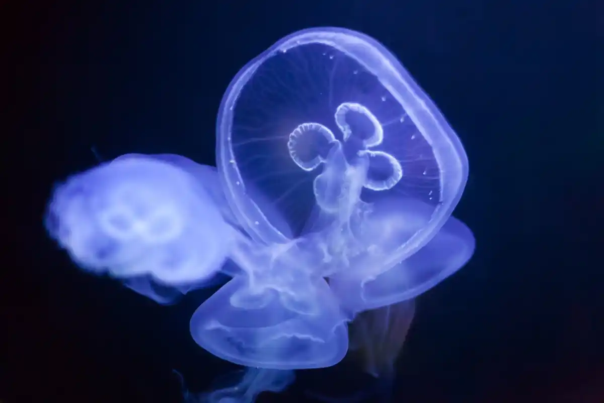 octopus mirror experiment underwater