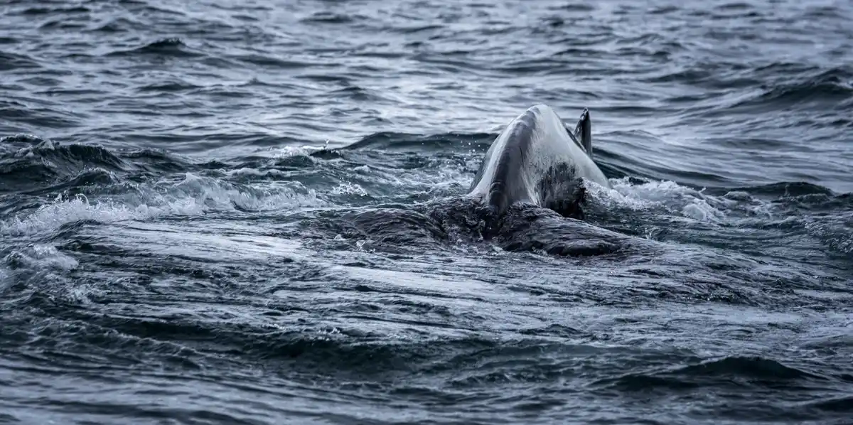 dolphin calling another by name underwater