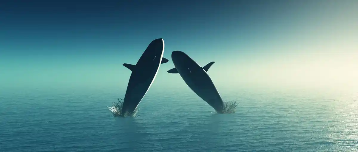 bottlenose dolphins communicating underwater