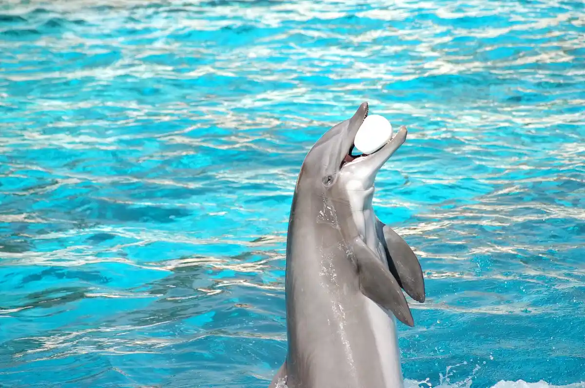 wild dolphins social interaction flipper touching