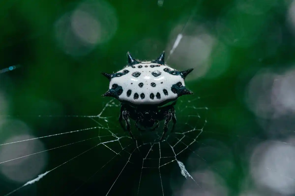 AI spider fear robot Netherlands laboratory