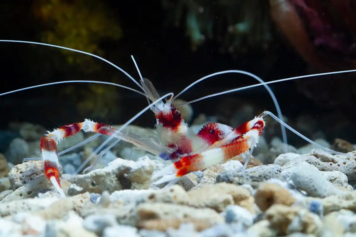 old lobster in aquarium