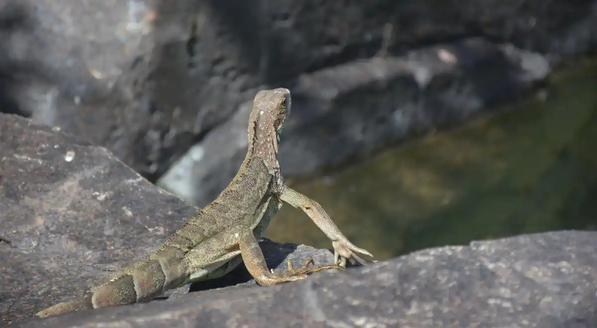 european pond turtle basking on rock