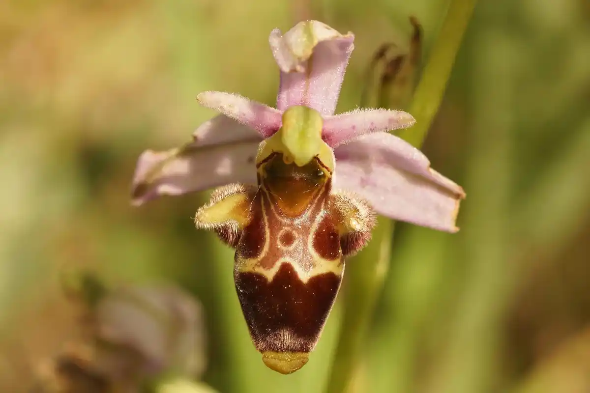 macro photo rare pollinating insects Netherlands