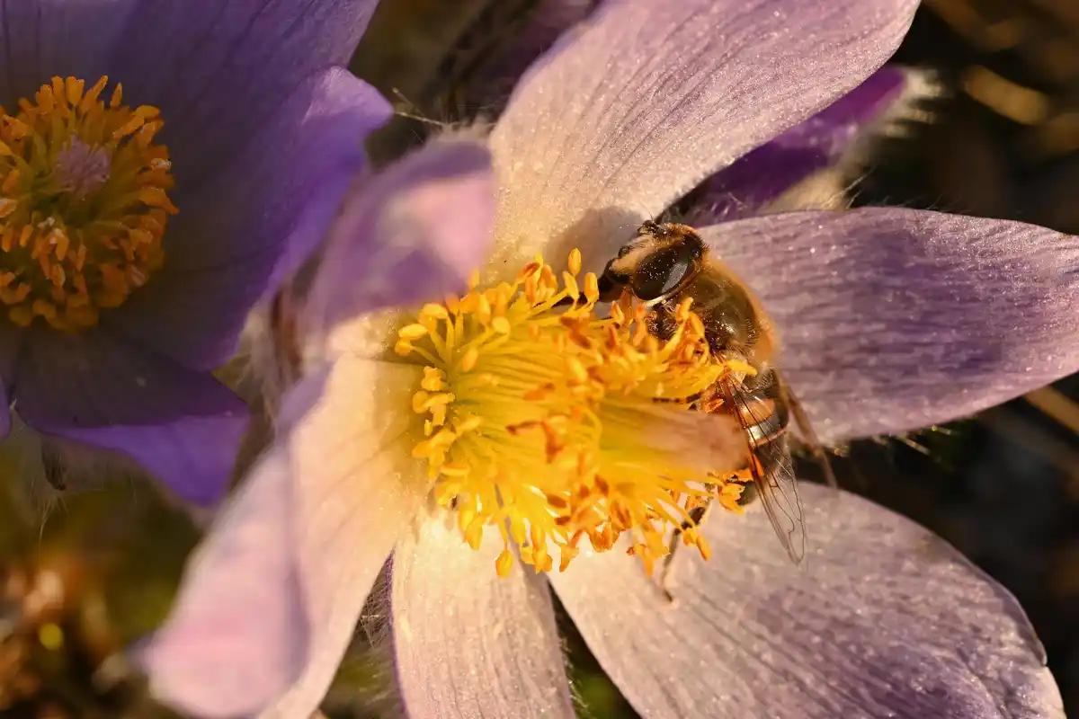 hoverfly pollinating flower Netherland
